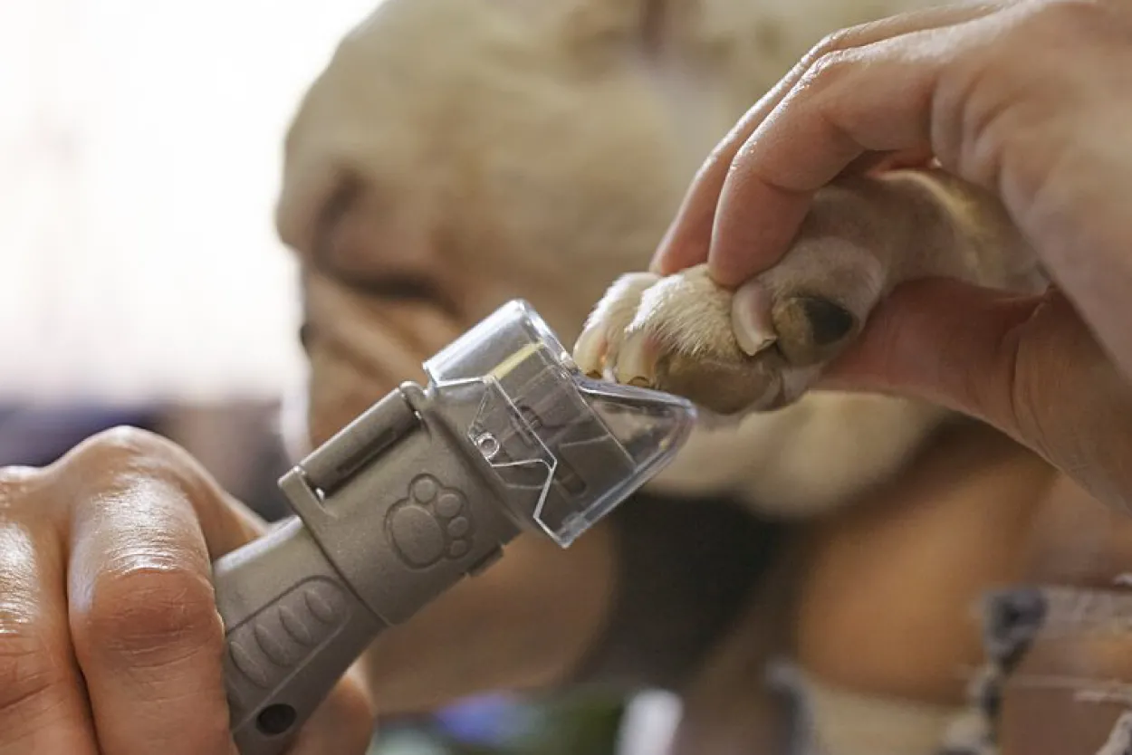 Dremel® klopleiesett